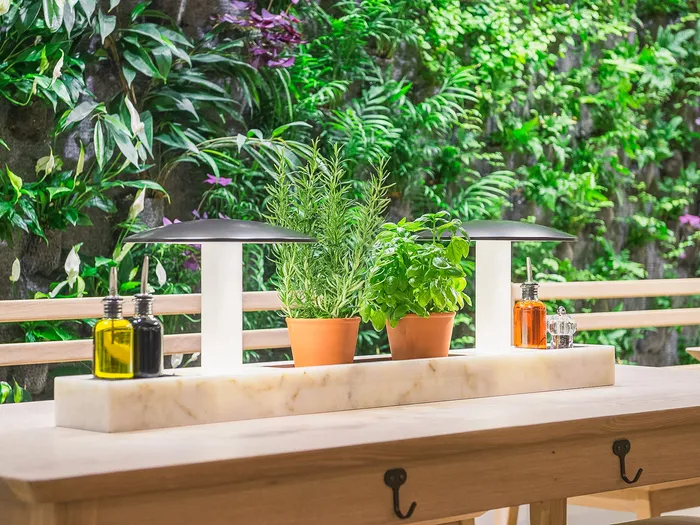 Table du Vapiano avec pots de romarin et basilic, flacons d’huile et de vinaigre, devant un mur végétal luxuriant.