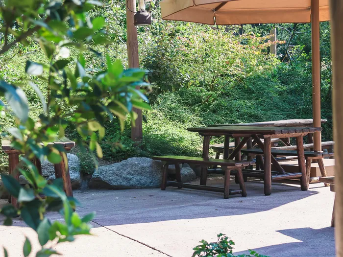 Tables de pique-nique en bois sous un parasol dans le jardin ombragé du Cowboy Cookout Barbecue à Frontierland.