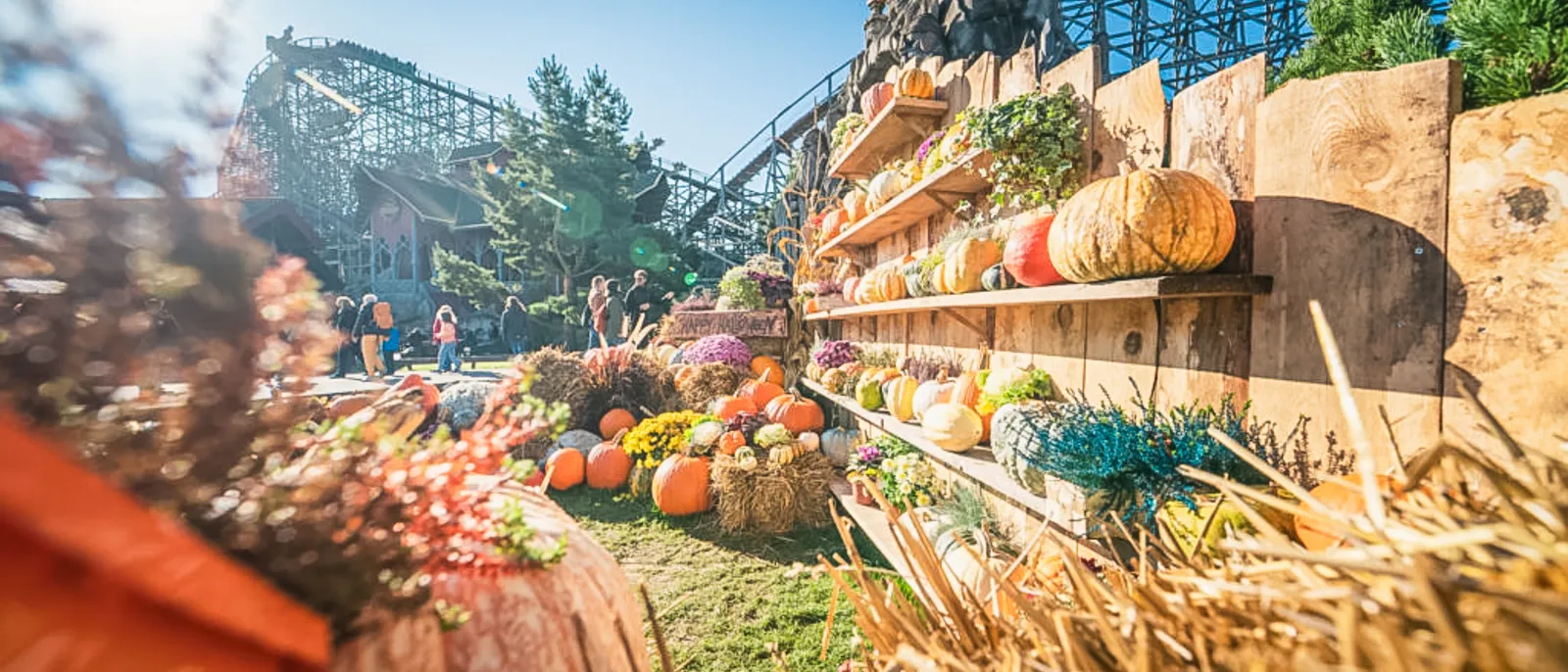 Citrouilles et fleurs séchées décorant l’automne devant des montagnes russes en bois, à Europa-Park