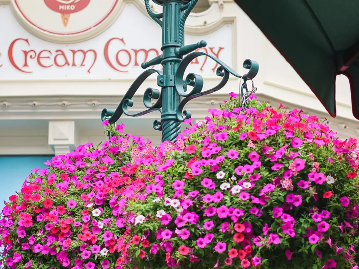 Suspension de pétunias roses devant l’enseigne Ice Cream Company sur Main Street USA, lampadaire vert.