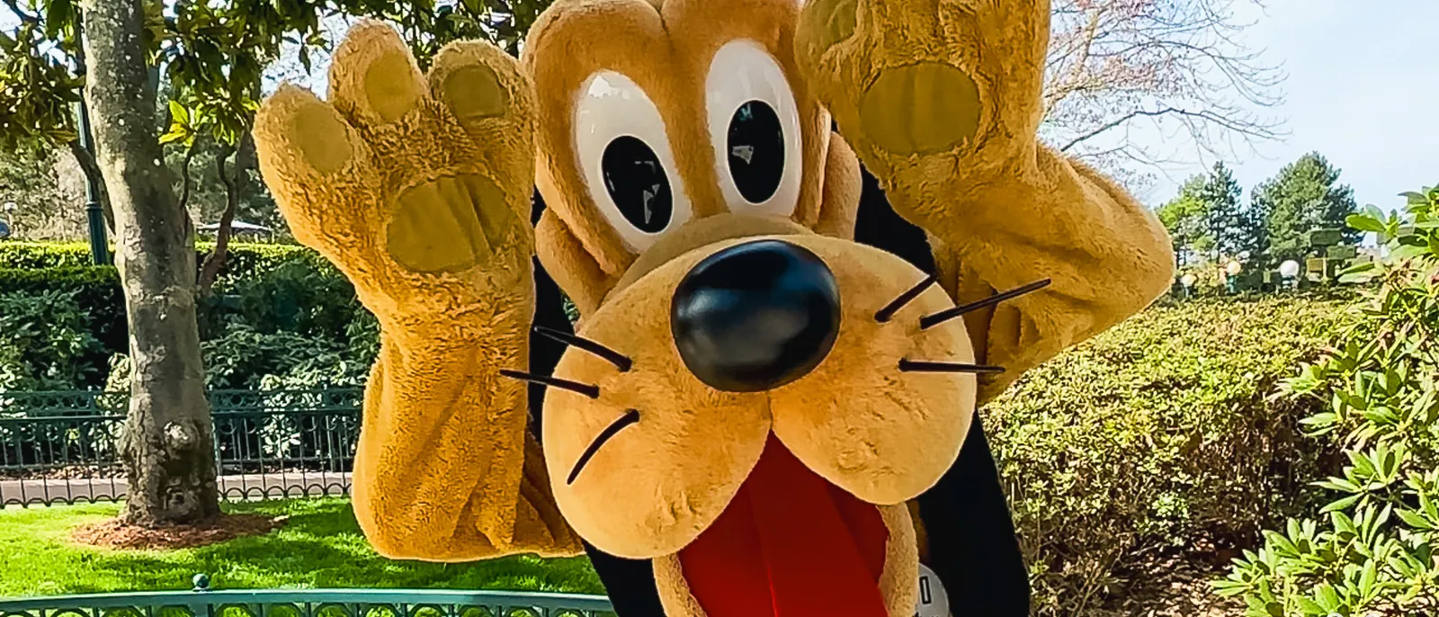 Pluto, les deux pattes levées, salue de près devant une haie et une barrière verte à Disneyland Paris