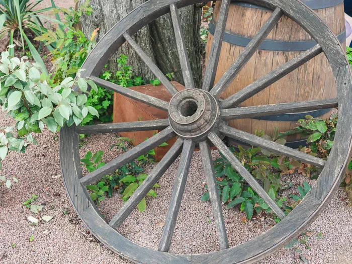 Vieille roue de chariot en bois et tonneau posés dans un massif végétal devant le Last Chance Cafe à Frontierland