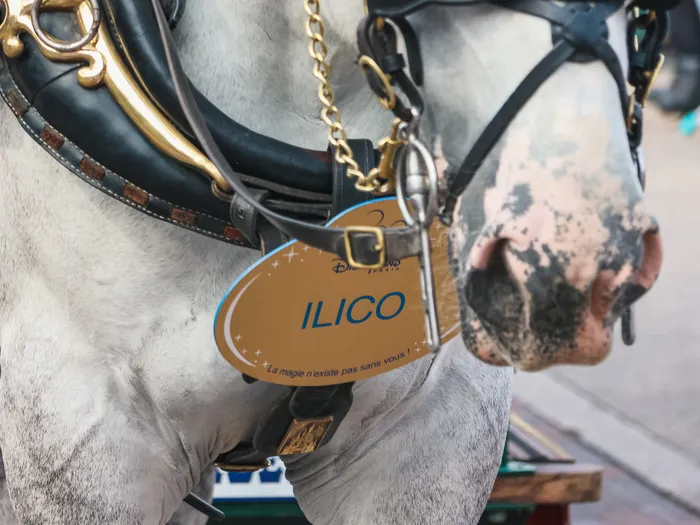Gros plan de la tête d’un cheval gris harnaché portant la médaille « Ilico » des Horse-Drawn Streetcars.