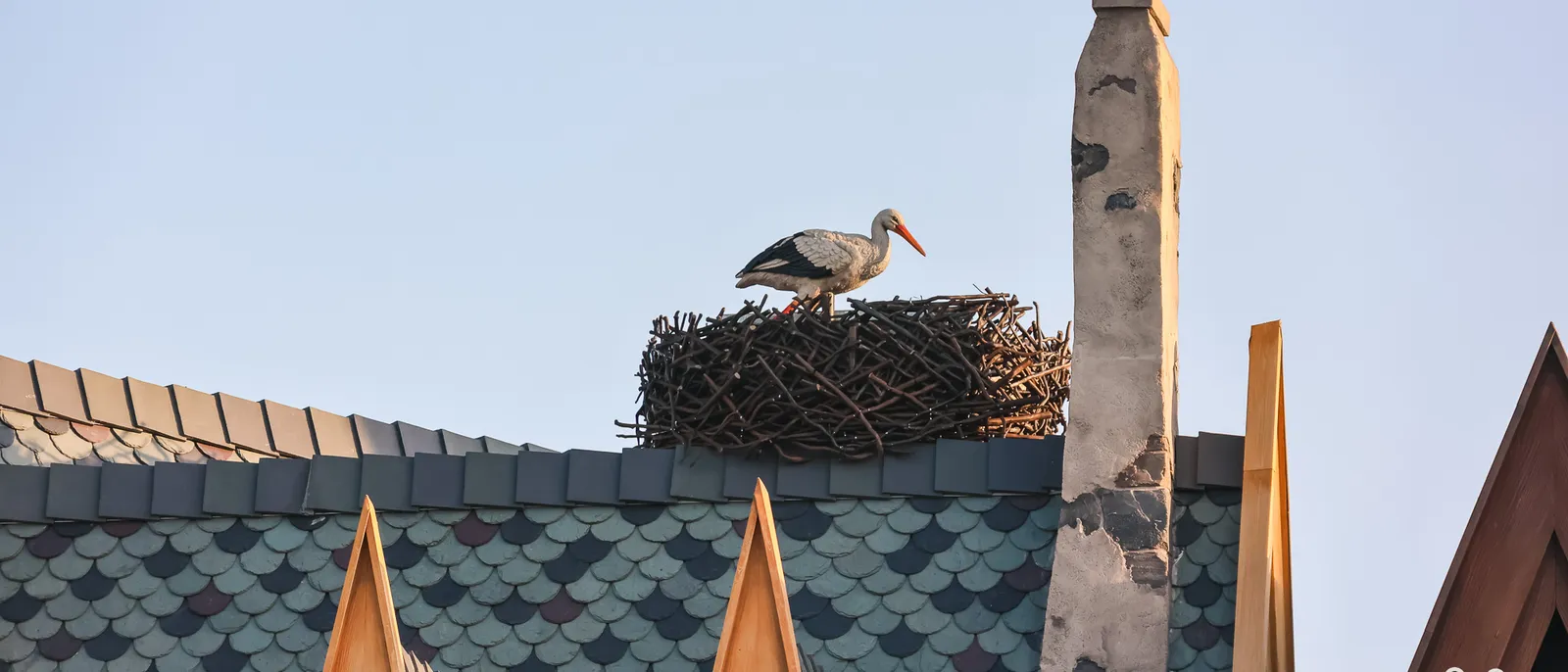 Une cigogne blanche debout sur son nid de branches, posé sur un toit à tuiles bleues à Disneyland Paris.