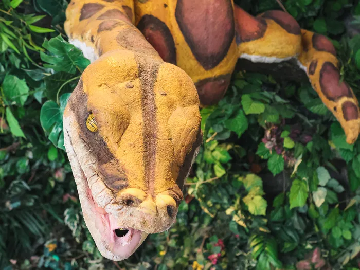 Faux python jaune enroulé dans la végétation du décor jungle du Rainforest Café au Disney Village.