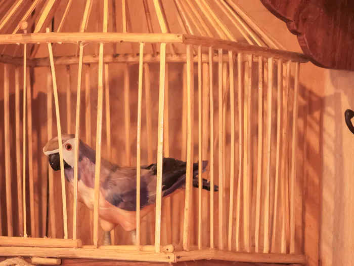Decorative bird in a bamboo cage, part of the decor of the La Girafe Curieuse shop at Disneyland Paris.