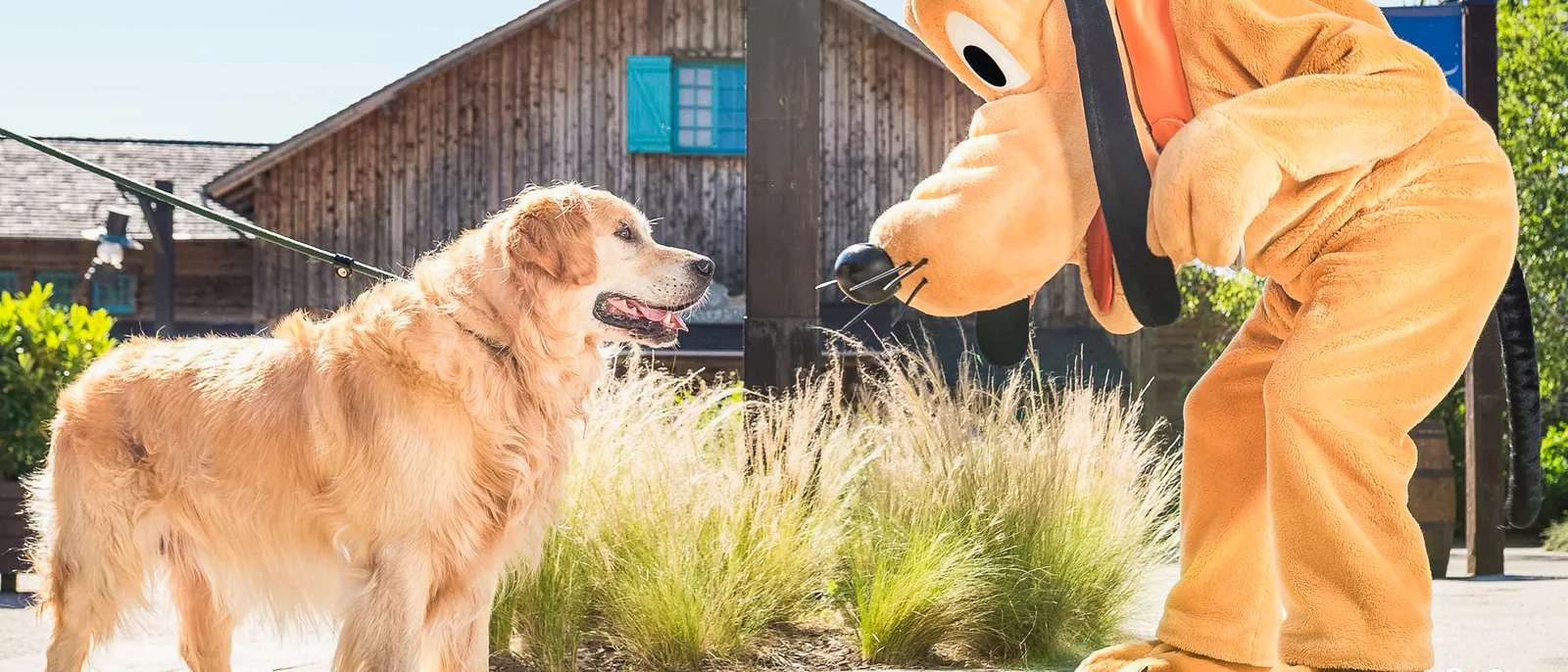 Un golden retriever tenu en laisse fait face à Pluto penché vers lui, devant un bâtiment en bois, à Disneyland Paris