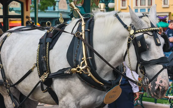 Horse-Drawn Streetcars