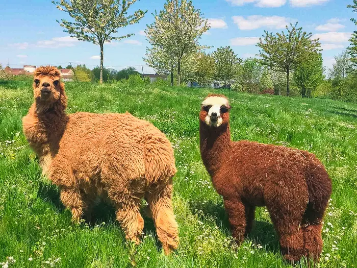 Deux alpagas roux dans un pré de la ferme du Campanile près de Disneyland Paris