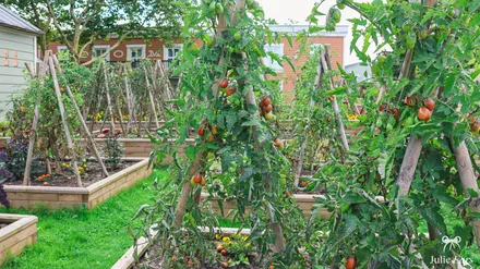 Le potager du Disney Hotel Cheyenne, avec ses plants de tomates sur tuteurs