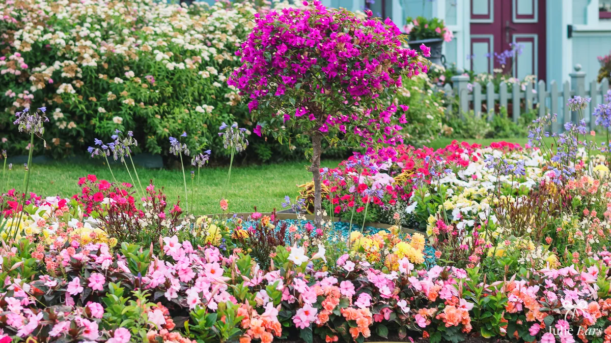 Flower bed on Main Street U.S.A. at Disneyland Paris, with a standard fuchsia bougainvillea, pink, salmon and white flowers and a pale blue house